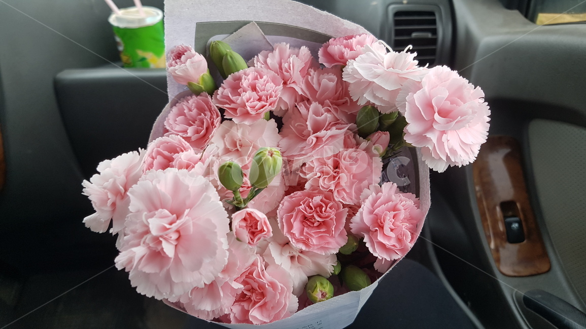 flower,꽃,식물,카네이션,분홍카네이션,꽃,flower,기념일,축하,anniversary,congratulation,celebrate,celebration