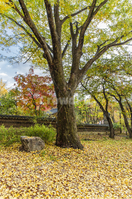 낙엽,단풍,가을,느티나무,감성,문양,가을,계절,fall,autumn,season,식물,자연,plants,nature,나무,trees,wood,tree,plant,tree trunk,나무 줄기