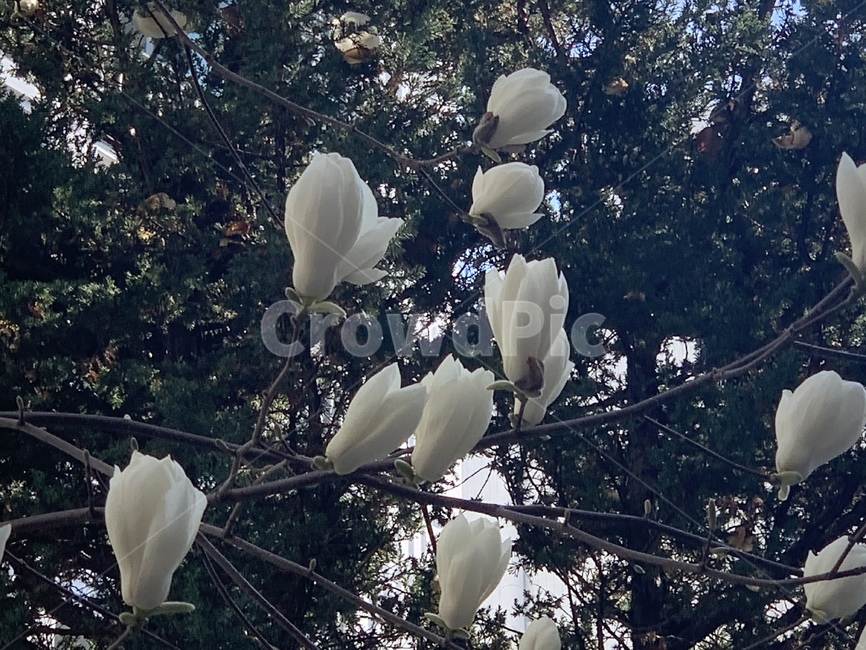 꽃,목련,봉오리,나무,식물,plant,blossom,flower