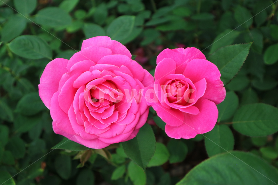 blossom,flower,꽃,rose,장미,plant,식물,식물,자연,plants,nature,꽃,flower