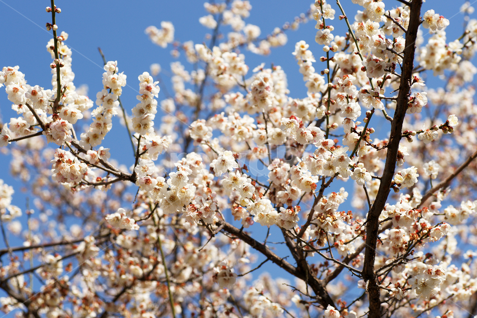 매화,꽃,매실나무,봄,계절,식물,사군자,장미과,봄,계절,spring,season,식물,자연,plants,nature,꽃,flower,plant,blossom