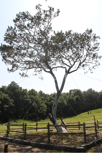 백송,흰소나무,예산,한국,whitepinetree,yesan,korea,식물,자연,plants,nature,나무,trees,wood