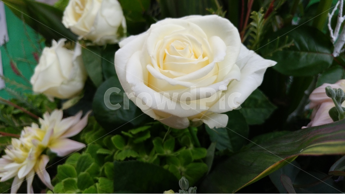 봄,자연,생명,장미,흰색,아름다움,봄,계절,spring,season,식물,자연,plants,nature,꽃,flower,rose,plant,blossom