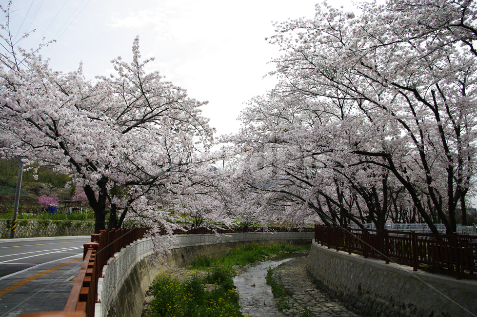 flower,plant,봄,벚꽃,나무,식물,봄,계절,spring,season,자연,풍경,nature,landscape