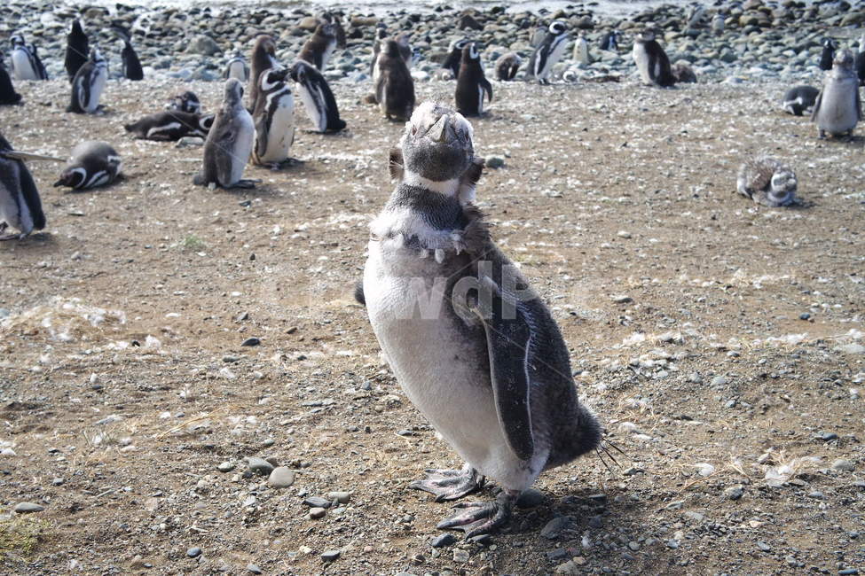 펭귄,마젤란펭귄,푼타아레나스,동물,남미,동물,animal,포유류,mammal