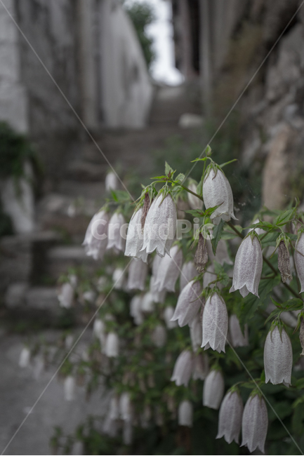 꽃,은방울,감성사진,달동네,식물,식물,자연,plants,nature,꽃,flower