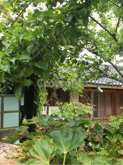 전주한옥마을,한옥,전통가옥,매실,jeonjuhanokvillage,hanok,traditionalhouse,japaneseapricot