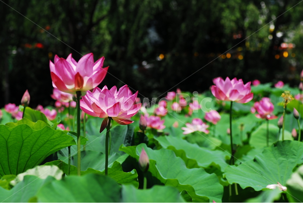 꽃,연꽃,궁남지,불교,여름,식물,자연,plants,nature,꽃,flower
