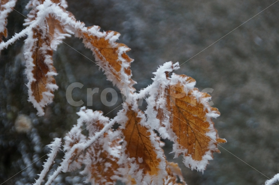 겨울,겨울산,눈꽃,낙엽,북한산,겨울,계절,winter,season,식물,자연,plants,nature