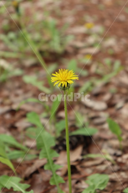 꽃,봄,계절,민들레,dandelion,yellow,spring,flower,예쁜,봄꽃