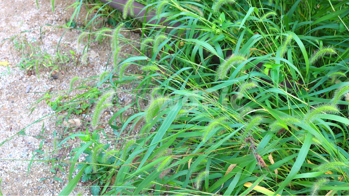 강아지풀,풀,잡초,들풀,자연,풍경,식물,자연,plants,nature