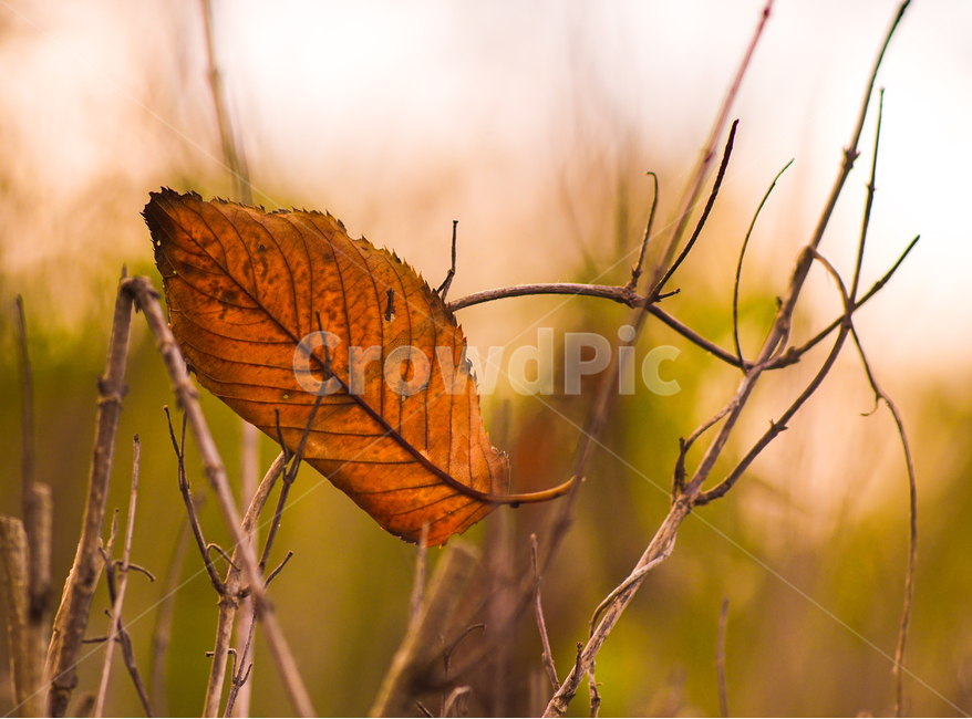 감성,나뭇잎,낙엽,가을,나뭇가지,자연,식물,잎,가을,계절,fall,autumn,season,식물,자연,plants,nature,veins,정맥,invertebrate,무척추 동물,animal,동물,insect,곤충