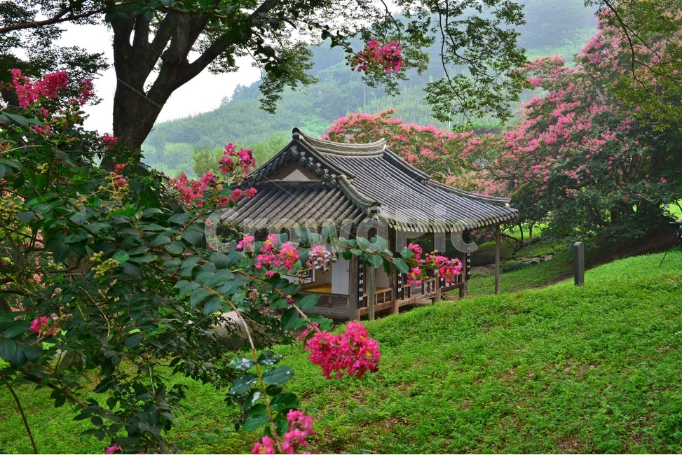 담양,명옥헌,명옥헌원림,문화재,배롱나무,배롱나무꽃,명옥헌배롱나무,경치,경관,풍경,outdoors,옥외,nature,자연,정자,한국전통,한국문화,korean traditional,korean culture