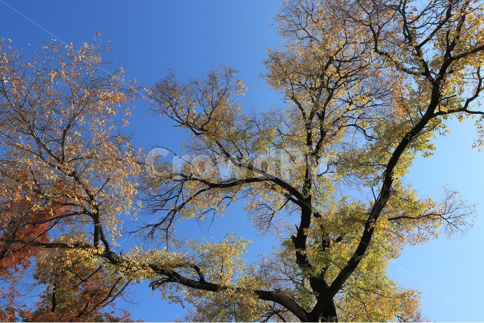 가을,낙엽,autumn,fall,leaves,fallenleaves,가을,계절,fall,autumn,season,식물,자연,plants,nature,나무,trees,wood,tree,plant,tree trunk,나무 줄기