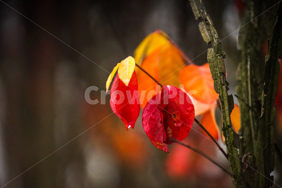 12월,초겨울,겨울,단풍,감성,식물,자연,가을,계절,fall,autumn,season,식물,자연,plants,nature,plant,leaf,잎,veins,정맥