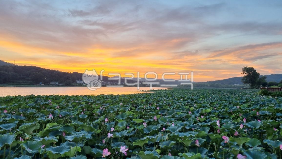 선샛,연꽃,저수지,하늘,지얀,꽃,보통리저수지,일몰,sunset