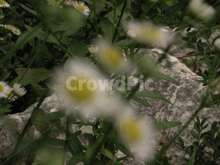 들풀,들꽃,배경,바탕화면,꽃,식물,자연,식물,자연,plants,nature,꽃,flower