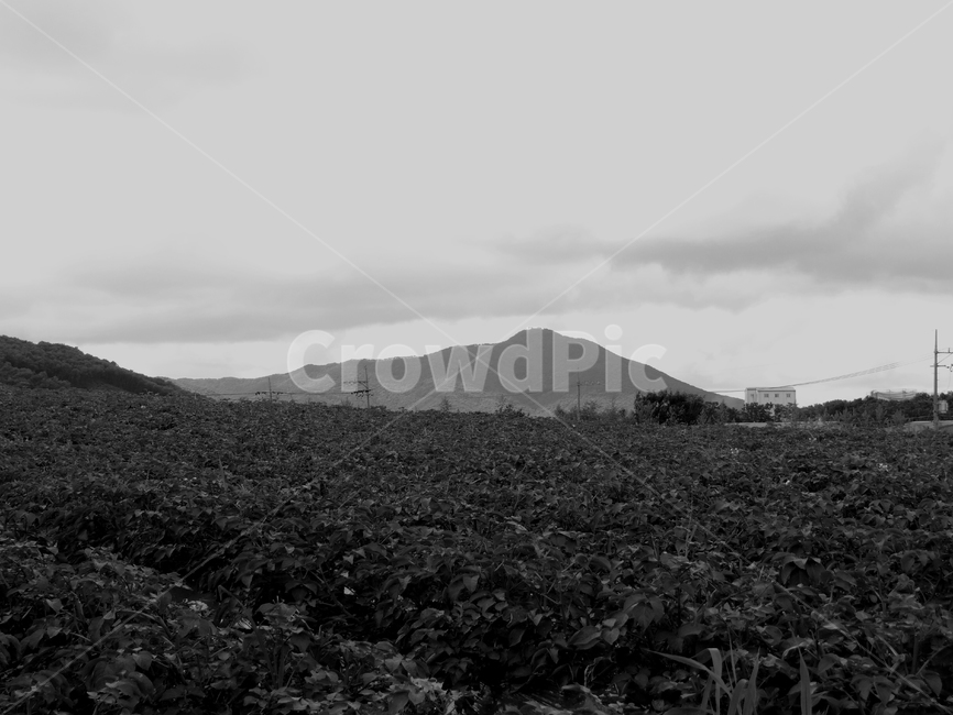 밭,산,흑백,농작물,풍경,흑백,모노톤,monochrome,black and white