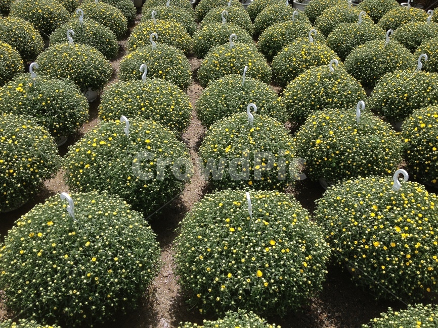 매화,매화꽃,자연,꽃,plant,식물,초목