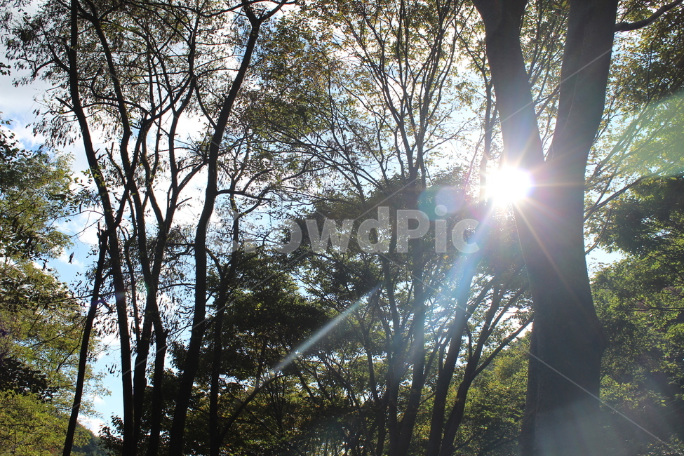 가을햇살,햇살,나무,빛,자연,자연,풍경,nature,landscape,light,flare,플레어