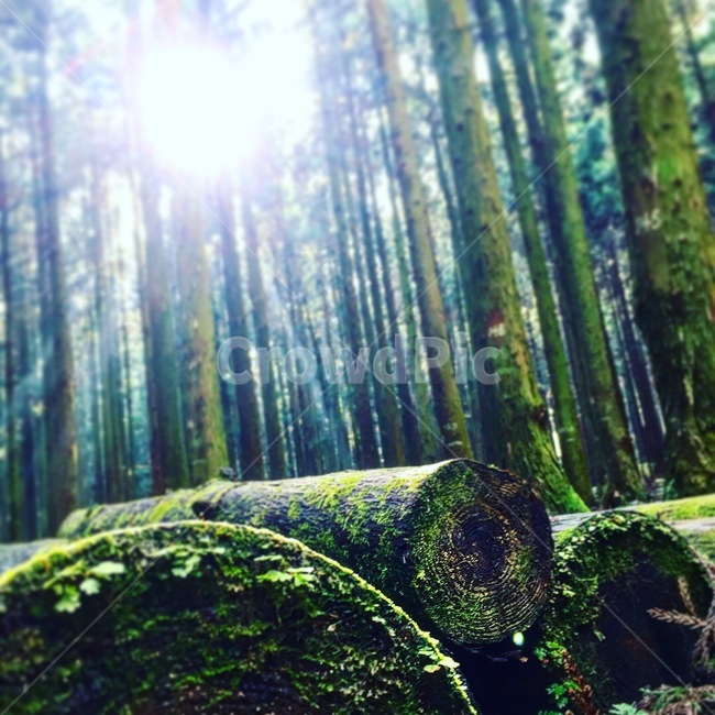 숲속,이끼,나무,햇살,빛,자연,자연,풍경,nature,landscape,plant,식물