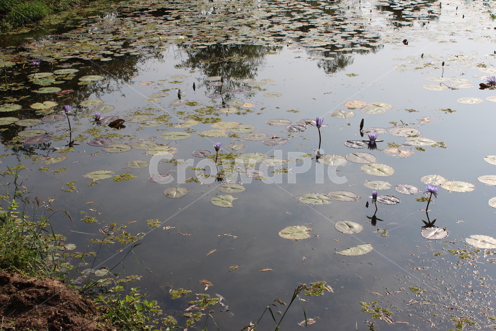 연잎,연못,연꽃,시들다,더러움,자연,풍경,nature,landscape,land,땅,outdoors,옥외,water,물