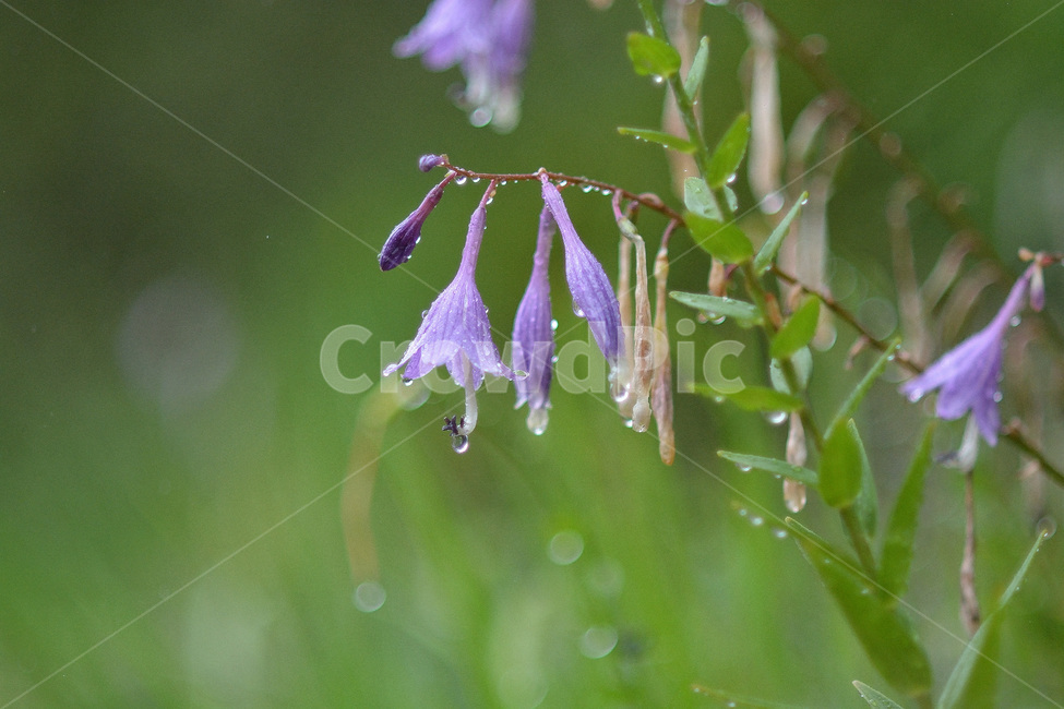 꽃,식물,비오는날,자연,풍경,보라색꽃,식물,자연,plants,nature,꽃,flower