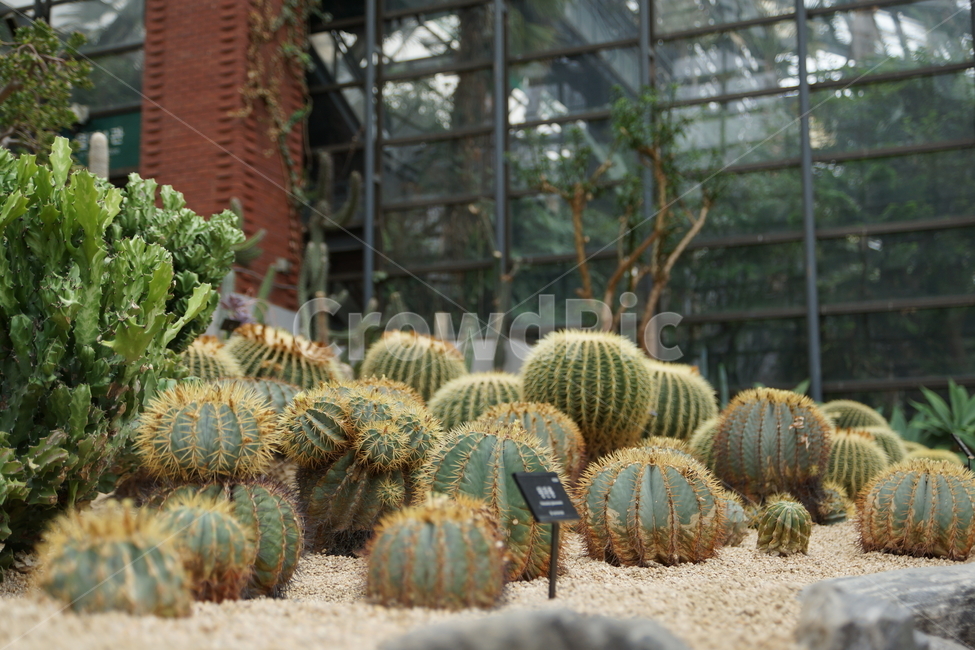 식물원,식물,선인장,자연,푸르른,사막,살아있는,식물,자연,plants,nature