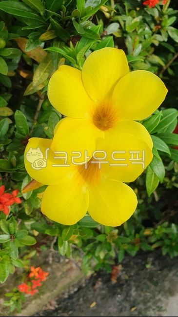 Allamanda,yellow,yellow bell,goldentrumpet,golden trumpet,yellowbell,flower,Cathartica,allamandacathartica,petal,Scotty,plant