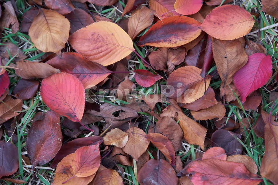 가을,낙엽,붉은색,감성사진,바닥,가을,계절,fall,autumn,season,plant,식물,leaf,잎,veins,정맥