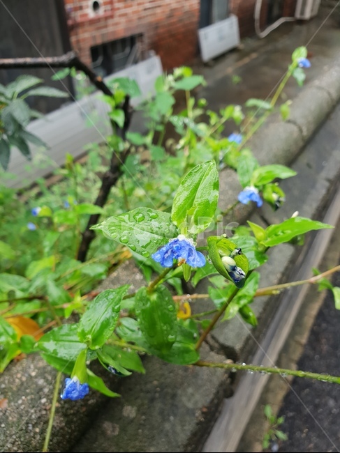 자연,식물,꽃,초록,빗방울,힐링,파랑,식물,자연,plants,nature,꽃,flower,비,비오는날,rain,rainy