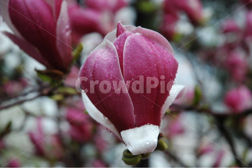 자목련,자옥란,목련,lilymagnolia,magnolialiliifloradesr,봄,계절,spring,season,식물,자연,plants,nature,꽃,flower,plant,blossom