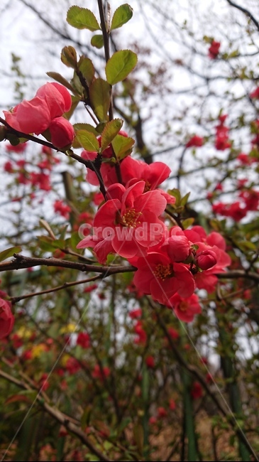 plant,식물,명자나무,japnesequince,flower,식물,자연,plants,nature,꽃,flower