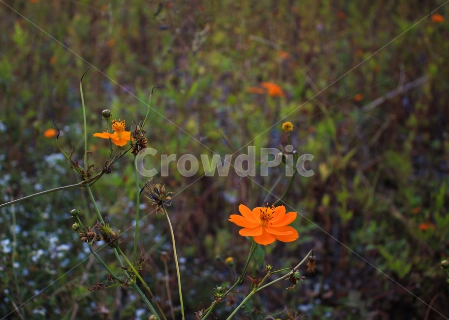 가을,꽃,식물,코스모스,cosmos,가을,계절,fall,autumn,season,식물,자연,plants,nature,꽃,flower,plant