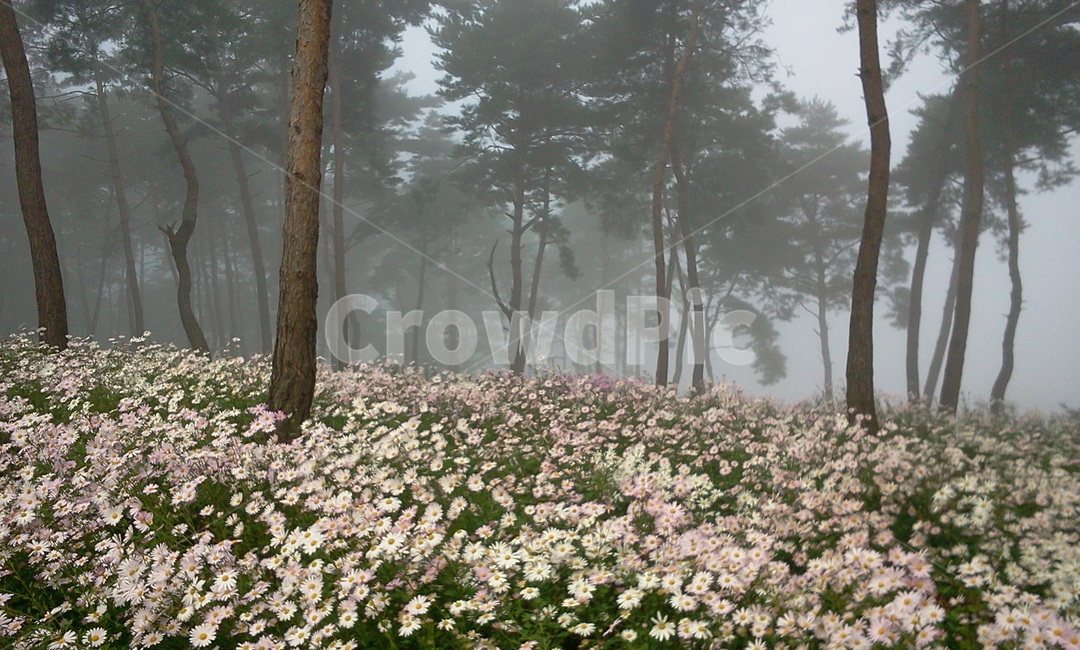 nature,자연,weather,날씨,안개,소나무,구절초,정읍,구절초공원