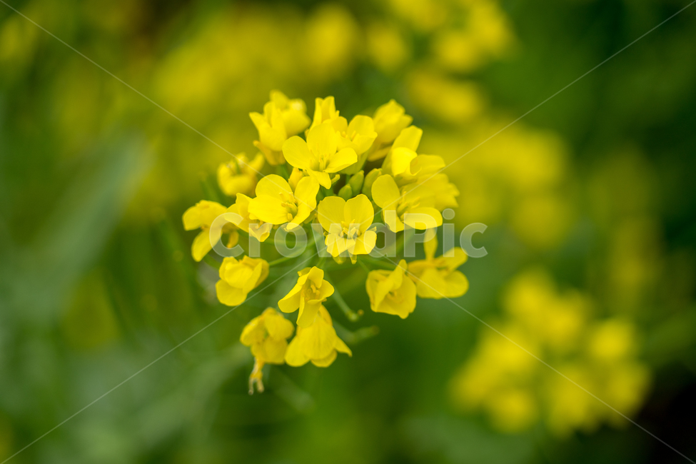 유채,봄,봄꽃,꽃,노랑,근접,자연,식물,자연,plants,nature,꽃,flower