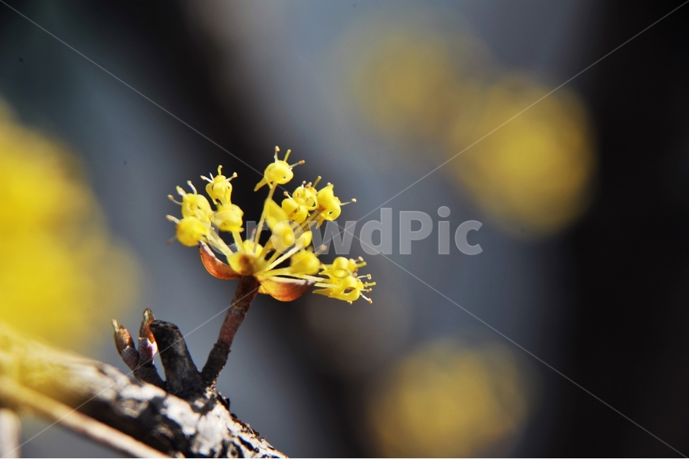 봄,산수유,노란꽃,봄꽃,나무,자연,식물,봄,계절,spring,season,식물,자연,plants,nature,꽃,flower,plant