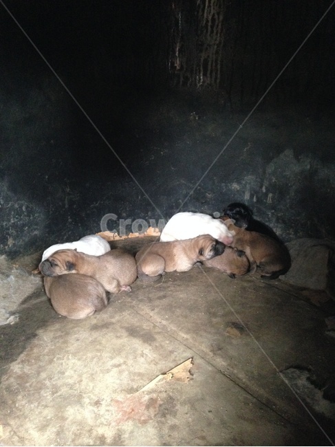 강아지,새끼,개,출산,꼬물이,애기,아기,동물,animal,포유류,mammal,개,강아지,dog,doggy