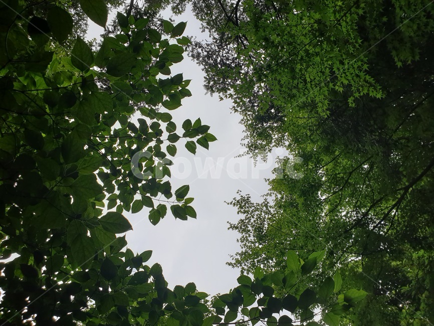 leaf,잎,plant,식물,하늘,sky