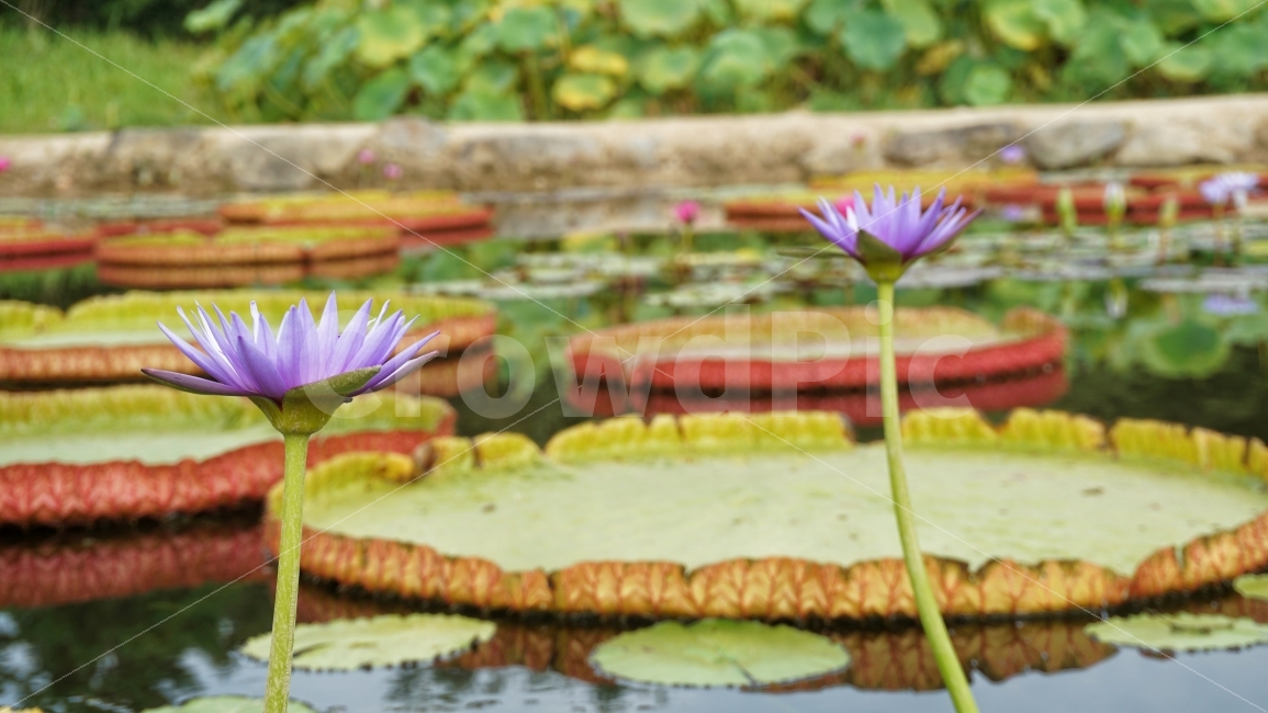 연꽃,연못,식물,꽃,lotus,蓮,plant,flower,연잎,연보라,color,green,식물,자연,plants,nature,꽃,flower