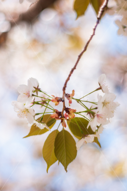 벚꽃,하트,꽃하트,봄,봄꽃,봄,계절,spring,season,식물,자연,plants,nature,꽃,flower,plant,blossom,cherry blossom