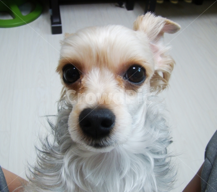 강아지,개,요크셔테리어,dog,애완동물,동물,animal,배경,배경화면,애견,요크셔,동물,animal,포유류,mammal,개,강아지,dog,doggy