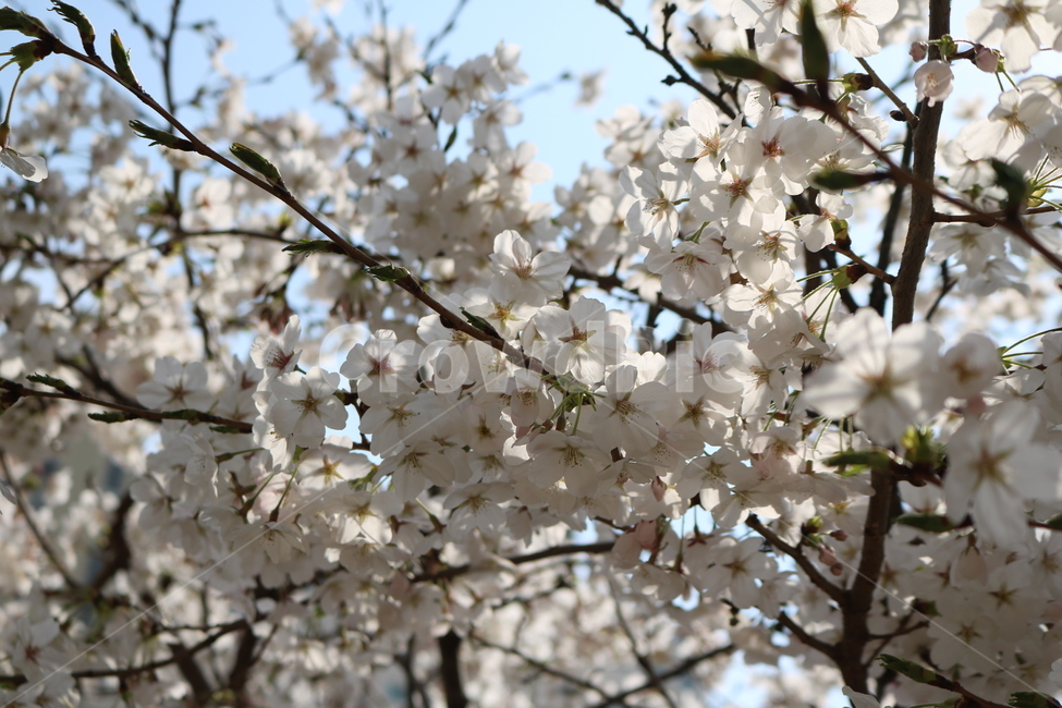 plant,식물,flower,꽃,꽃잎