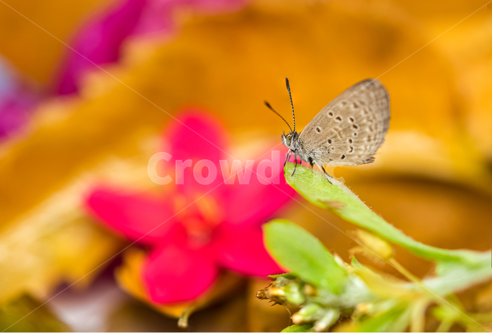 부전나비,나비,butterfly,점박이푸른부전나비,maculinea,아침이슬,꽃,화단,분홍,노랑,pink,yellow,초록,보케,bokeh,접사