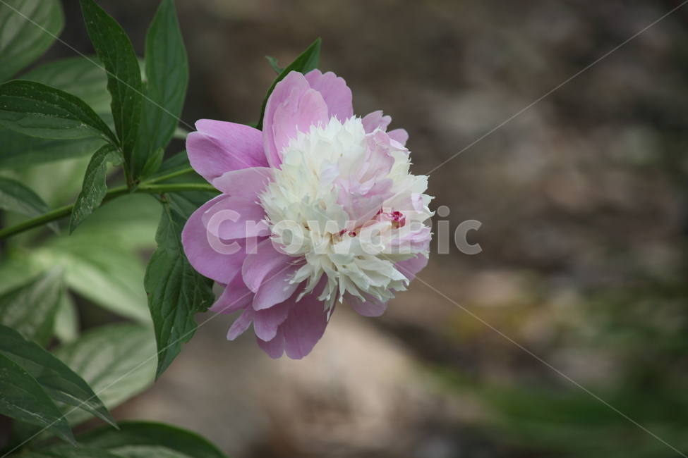 작약,꽃,봄,약용식물,peonyroot