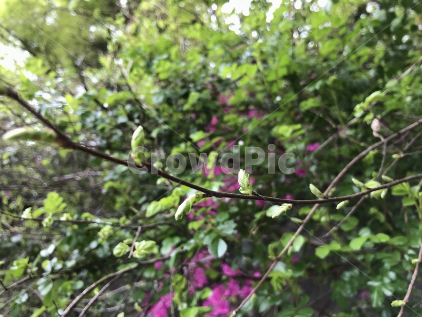 spring,spring flowers,green leaves,blue,leaves,leaf,Ornamental tree,flower