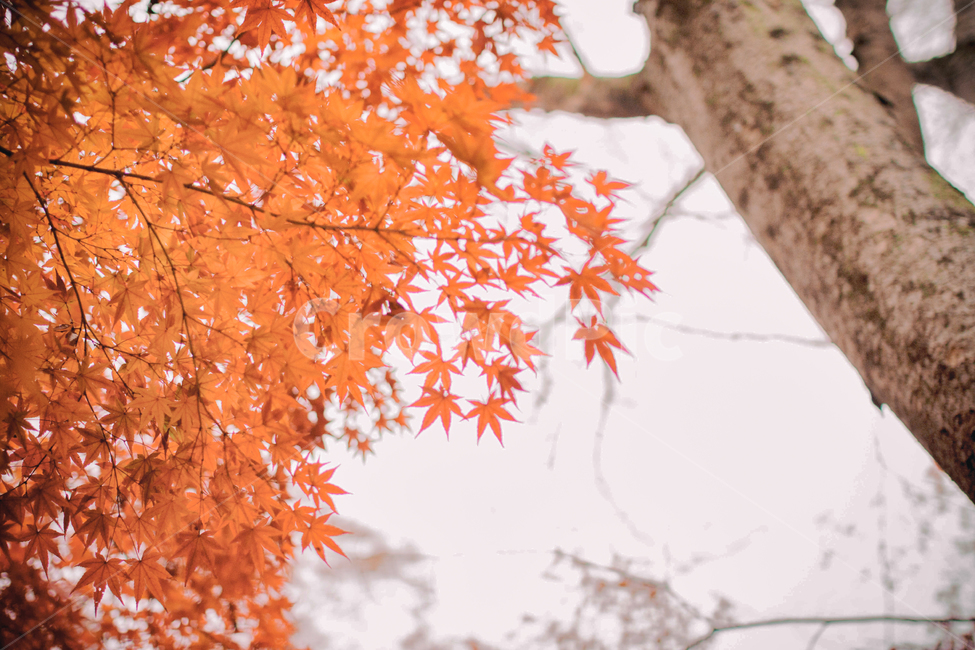 가을,나무,단풍,계절,자연,풍경,단풍나무,낙옆,단풍잎,fall,autumn,seasons,maple,nature,landscape,tree,가을,계절,fall,autumn,season,식물,자연,plants,nature,나무,trees,wood,leaf,잎,plant