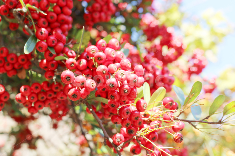 자연,nature,풍경,나무,열매,tree,red,berry,빨간,겨울,winter,식물,자연,plants,nature,과일,열매,fruit