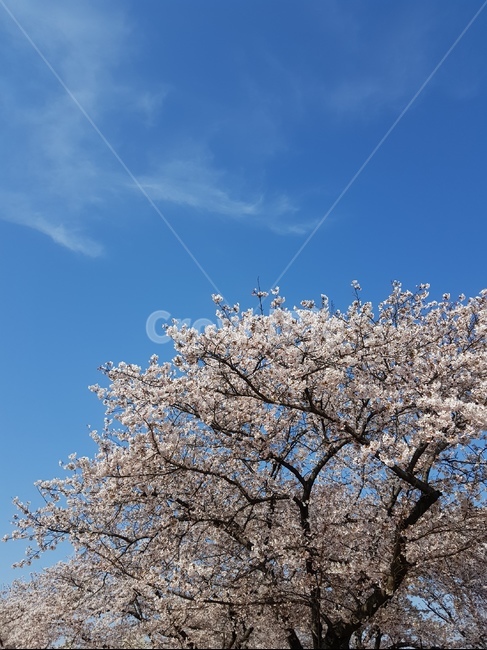 spring flowers,Cherry Blossom,cherry blossoms and sky,clear sky,Sky without fine dust,flower scenery