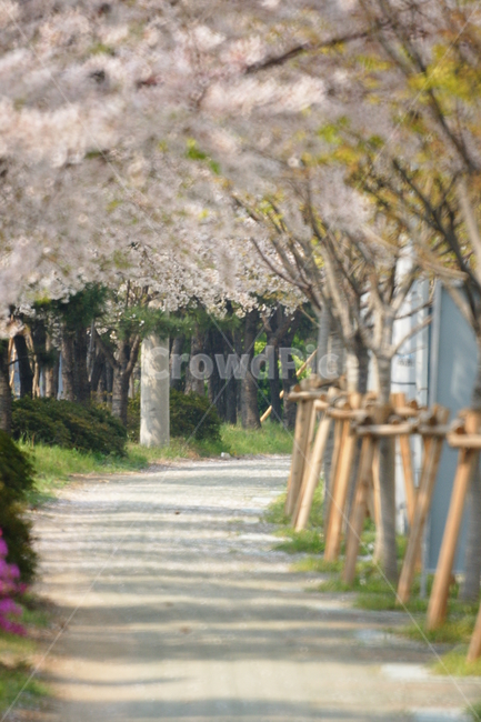 벚꽃터널,벚꽃,길,가로수,인도